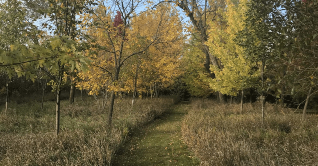 mowed path between trees on beautiful farm in Redwood Falls, Minnesota